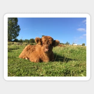 Scottish Highland Cattle Calf 1528 Sticker